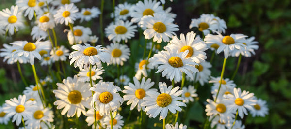 Camomile in the nature. field of camomiles at sunny day at nature. 