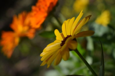 Close-up of yellow flower