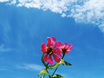 Close-up of pink flowering plant against blue sky