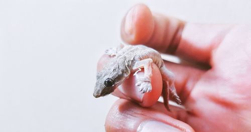 Close-up of hand holding lizard