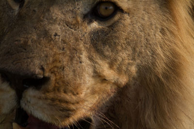 Close-up of cat