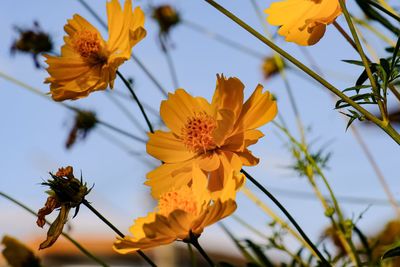 Close-up of yellow flowering plant against sky