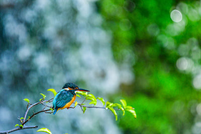 Low angle view of bird perching on tree