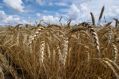 Close-up of wheat field against sky