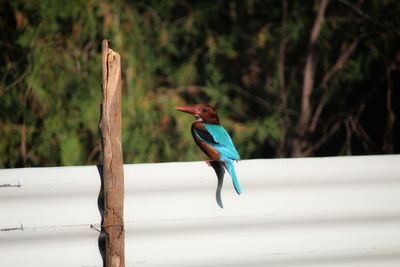 Close-up of bird perching on a railing