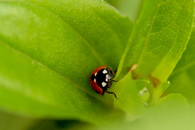 Close-up of insect on leaf