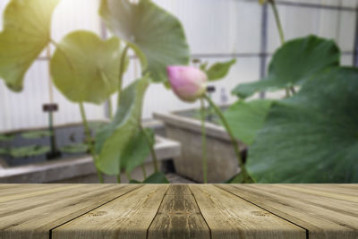 Close-up of flowering plant on table