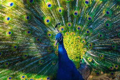 Close-up of peacock