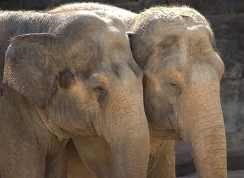 Close-up of elephant