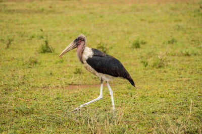 Bird on a grass