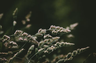 Close-up of flowering plant