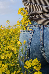 Yellow flowering plants on field