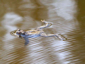 High angle view of crab swimming in lake