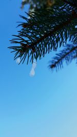 Low angle view of leaves against clear blue sky