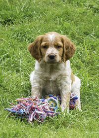 Portrait of dog sitting on field