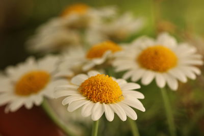 Close-up of white daisy flowers