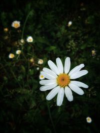 Close-up of white daisy flower