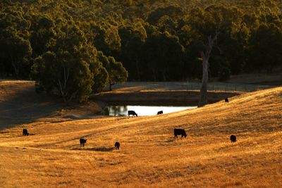 Cows grazing on field against trees