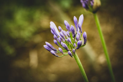 Close-up of purple flowering plant on field