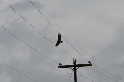 Low angle view of bird perching on cable against sky