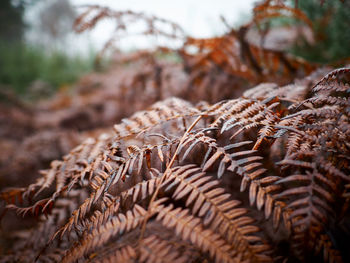 Close-up of leaves