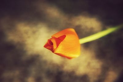Close-up of orange rose flower