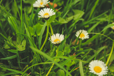 Close-up of white flowering plant on field