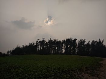 Trees on field against sky