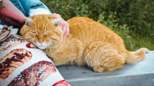 Cat lying on person hand