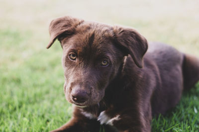 Portrait of dog on field