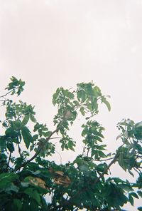 Low angle view of plant against clear sky