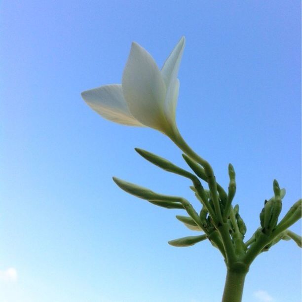 flower, freshness, growth, fragility, petal, clear sky, low angle view, leaf, flower head, beauty in nature, blue, nature, stem, plant, blooming, copy space, blossom, in bloom, close-up, bud