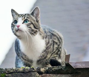 Close-up of cat looking away