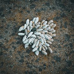 High angle view of stones on sand