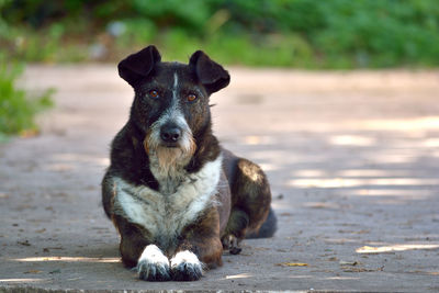 Portrait of a dog