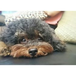 Portrait of a dog