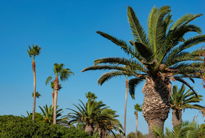 Palm with blue sky in the background