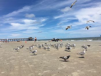 Birds flying over beach against sky