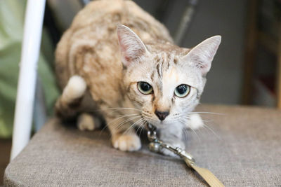 Close-up portrait of a cat