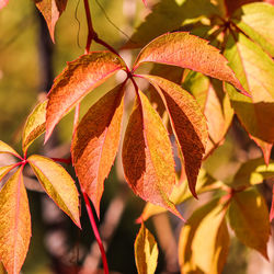 leaf