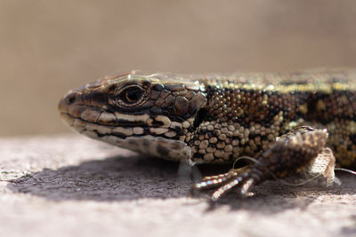 Close-up of lizard sun bathing on path