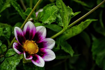 Close-up of purple flowering plant