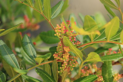 Close-up of red flowering plant