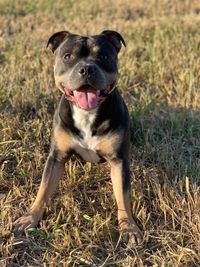 Portrait of a dog