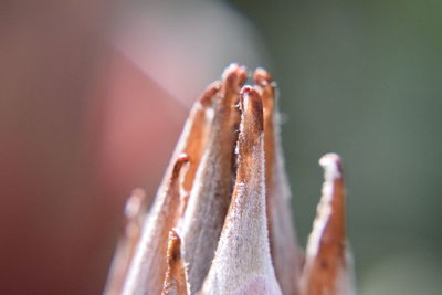 Macro shot of succulent plant