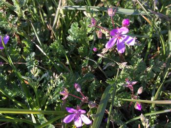 Close-up of pink flowers