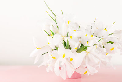 Close-up of white flowering plant