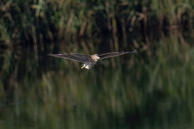 Bird flying over a blurred background