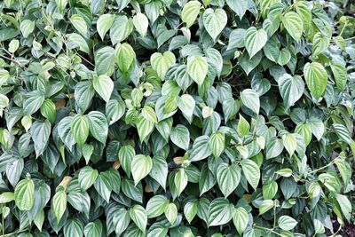 Full frame shot of plants