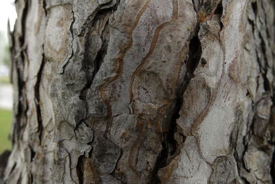 Close-up of tree trunk